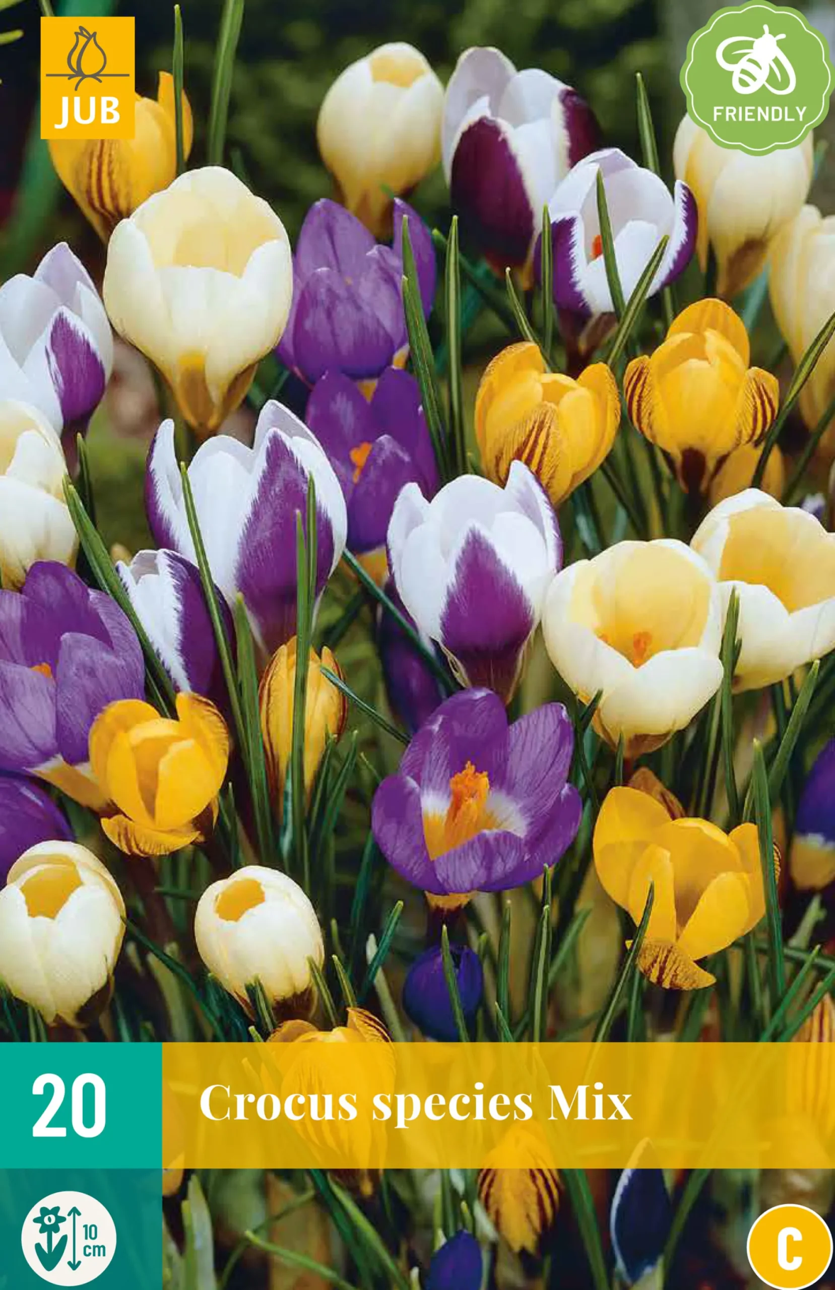 20 crocus species mix|ohgreen Discount