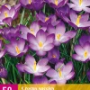 50 crocus species ruby giant|ohgreen Discount