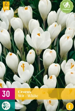 30 crocus wit|ohgreen