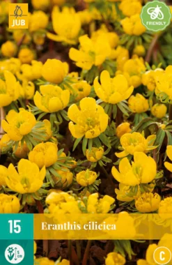 15 eranthis cilicica|ohgreen Sale