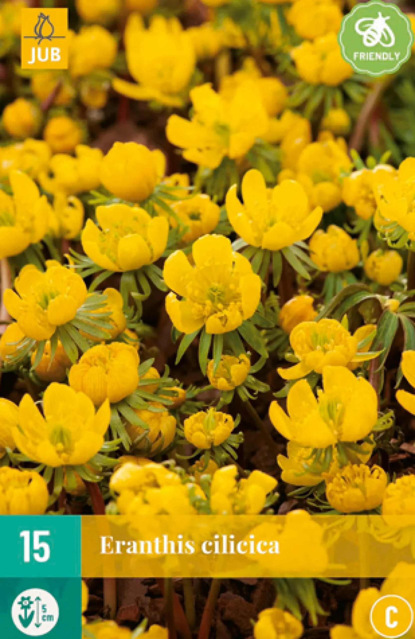 15 eranthis cilicica|ohgreen Sale