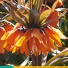 1 fritillaria imp. sunset|ohgreen New