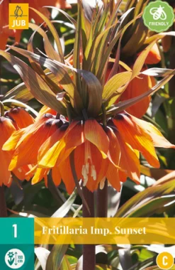 1 fritillaria imp. sunset|ohgreen New