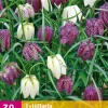30 fritillaria meleagris mix|ohgreen Sale