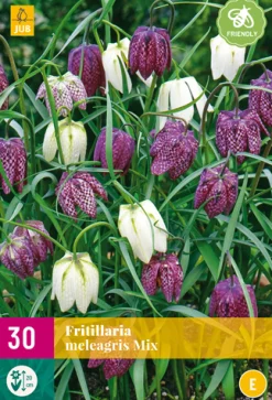 30 fritillaria meleagris mix|ohgreen Sale