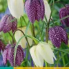 15 fritillaria meleagris mix|ohgreen New