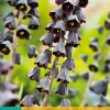 1 fritillaria persica|ohgreen New