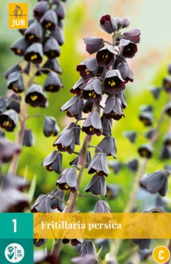 1 fritillaria persica|ohgreen New