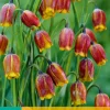15 fritillaria uva-vulpis|ohgreen Sale