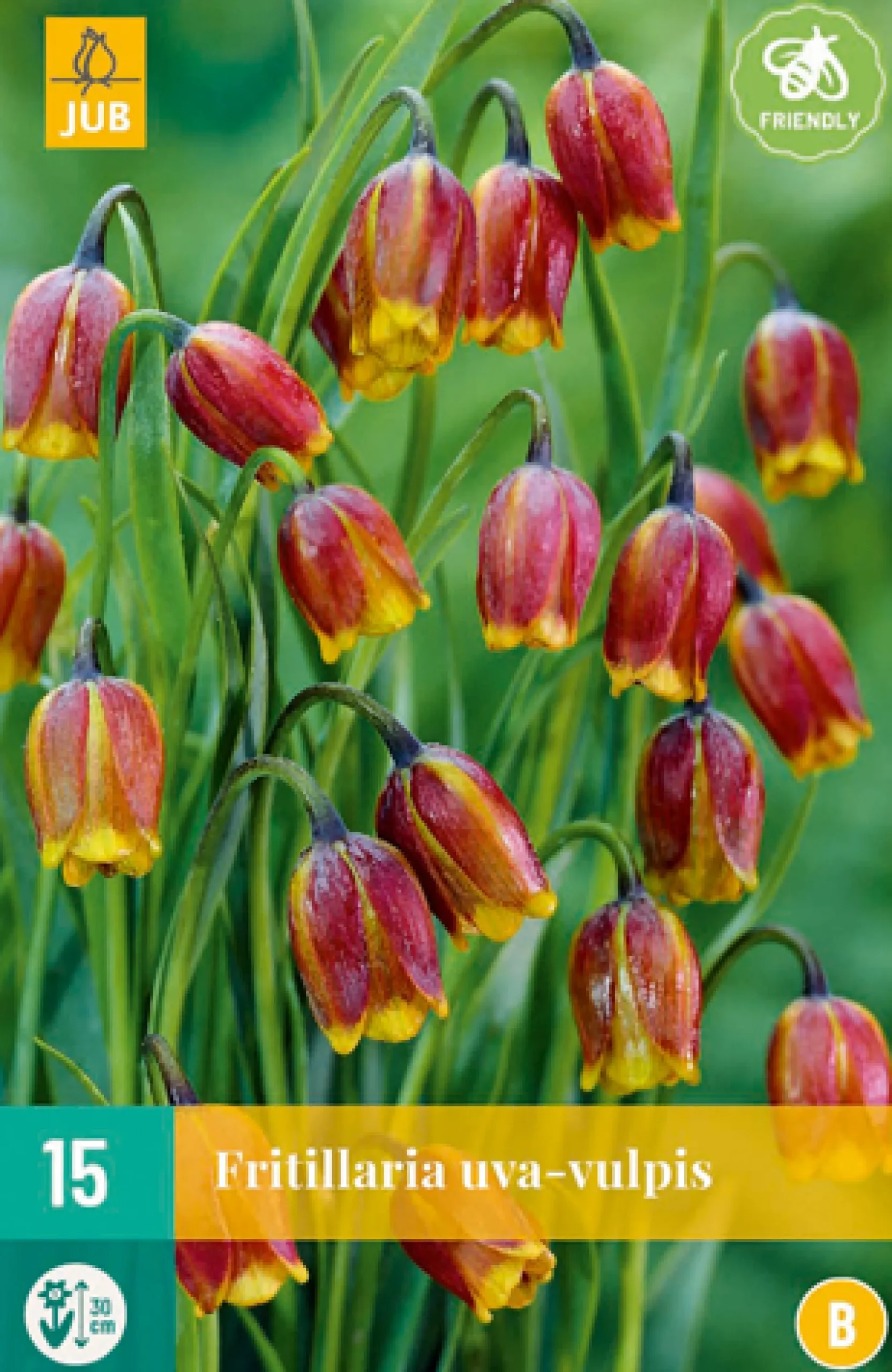 15 fritillaria uva-vulpis|ohgreen Sale