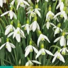 10 galanthus elwesii|ohgreen Discount
