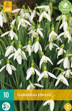 10 galanthus elwesii|ohgreen Discount
