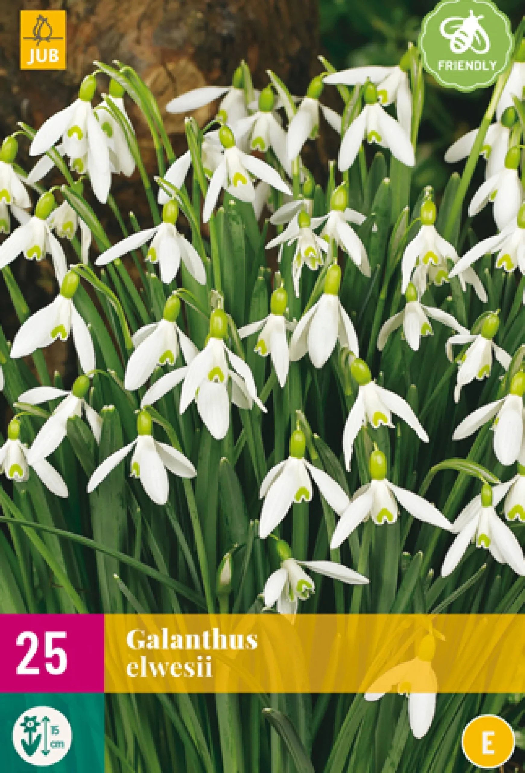 25 galanthus elwesii|ohgreen Sale