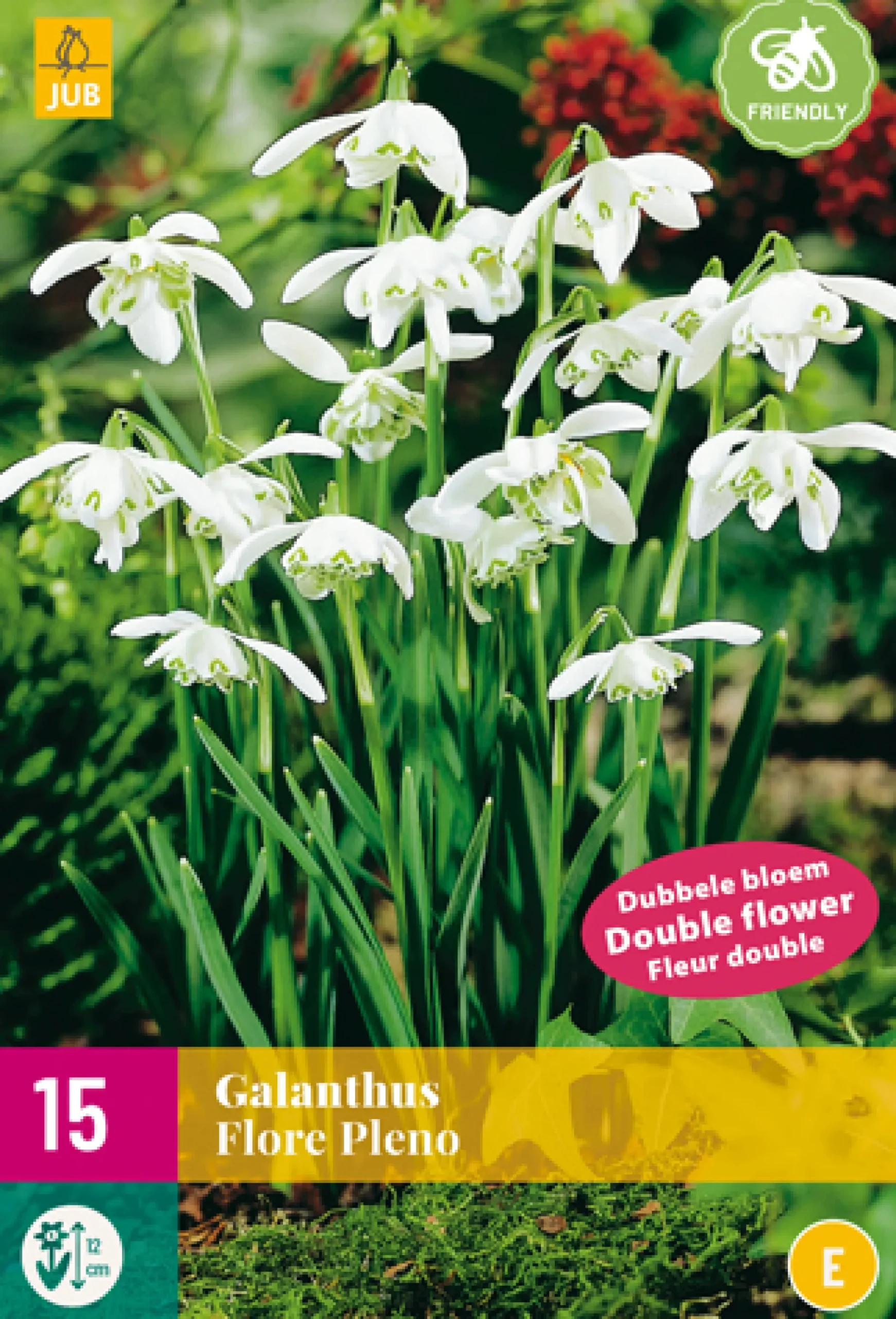 15 galanthus flore pleno|ohgreen New