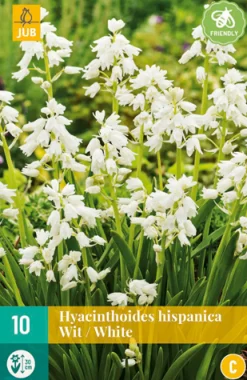 10 hyacinthoides hisp. wit|ohgreen New