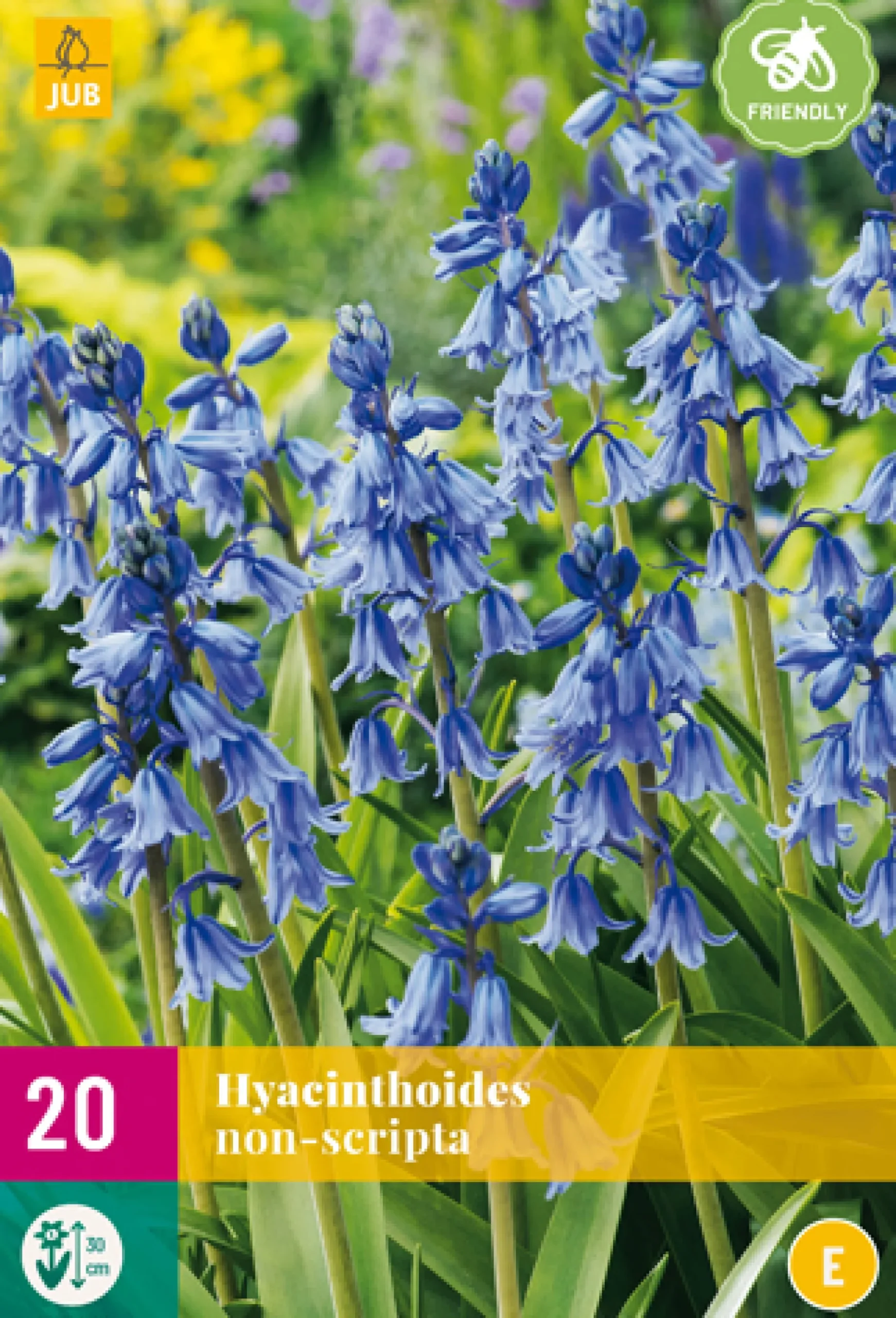 20 hyacinthoides non-scripta|ohgreen New