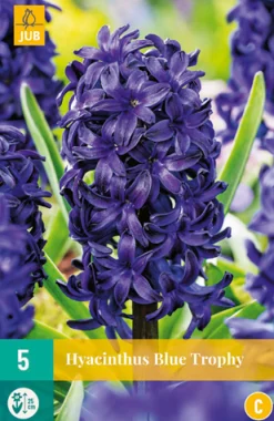 5 hyacinthus blue trophy|ohgreen Discount