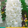 5 hyacinthus carnegie|ohgreen Hot