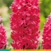 5 hyacinthus jan bos|ohgreen Hot