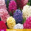 10 hyacinthus mix|ohgreen Outlet