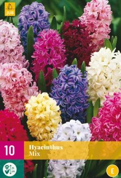 10 hyacinthus mix|ohgreen Outlet