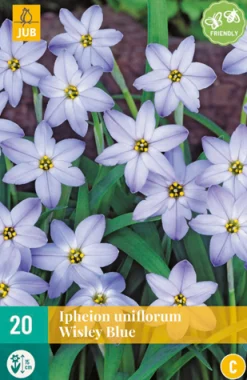 20 ipheion un. wisley blue|ohgreen Best