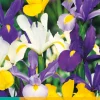 25 iris hollandica mix|ohgreen Outlet