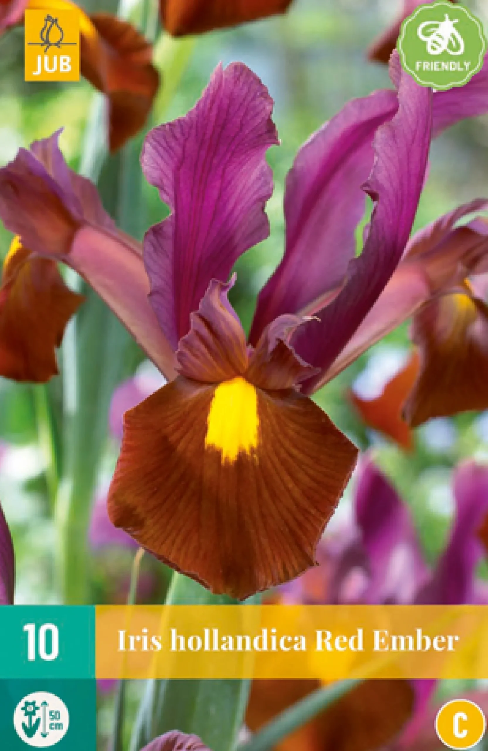 10 iris hollandica red ember|ohgreen Online