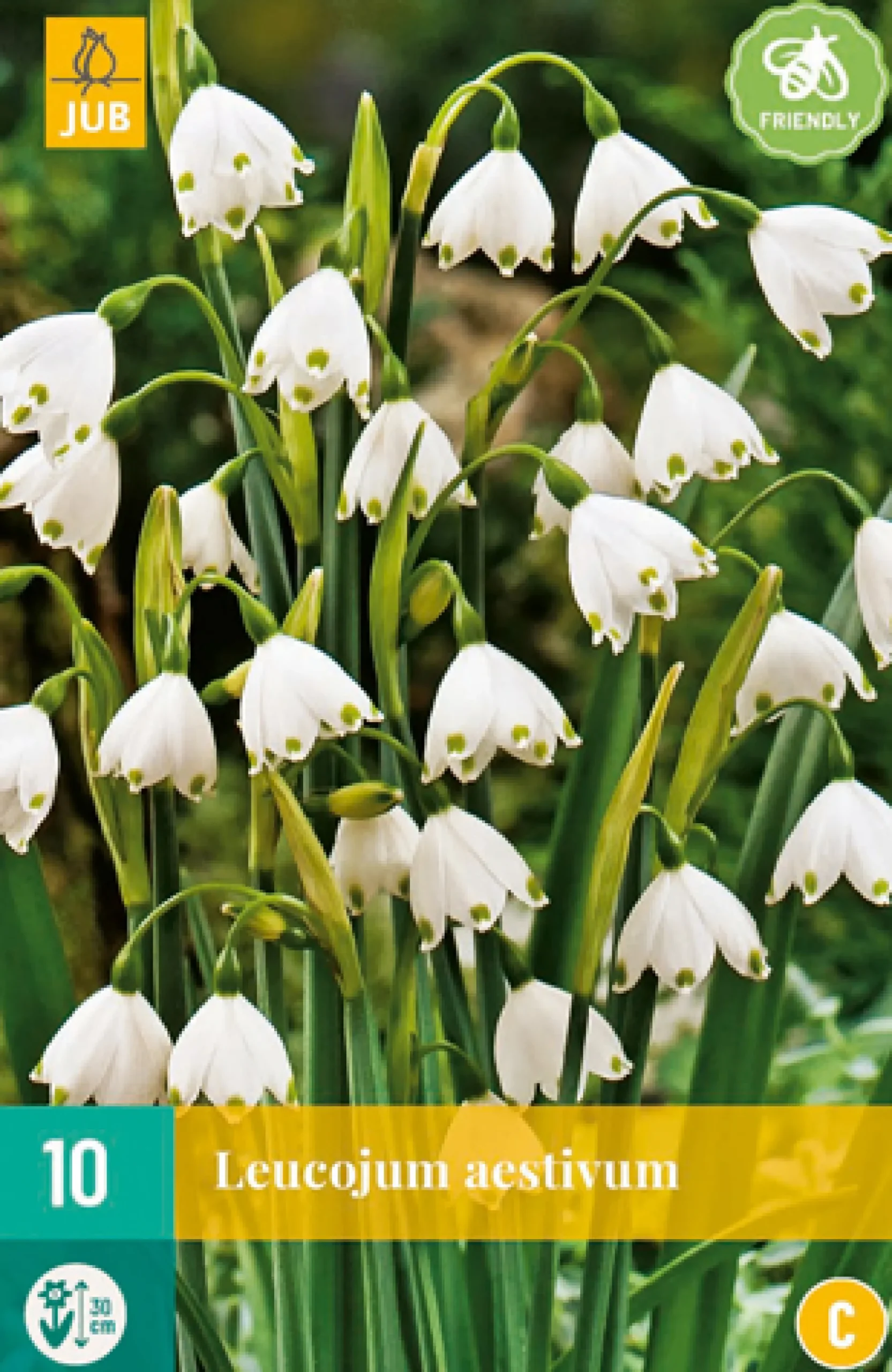10 leucojum aestivum|ohgreen Outlet
