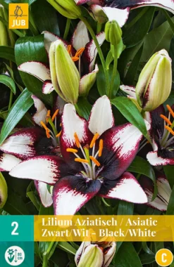2 lilium aziatisch zwart-wit|ohgreen Online
