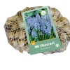 100 muscari armeniacum|ohgreen Online