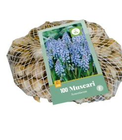 100 muscari armeniacum|ohgreen Online