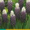7 muscari grape ice|ohgreen