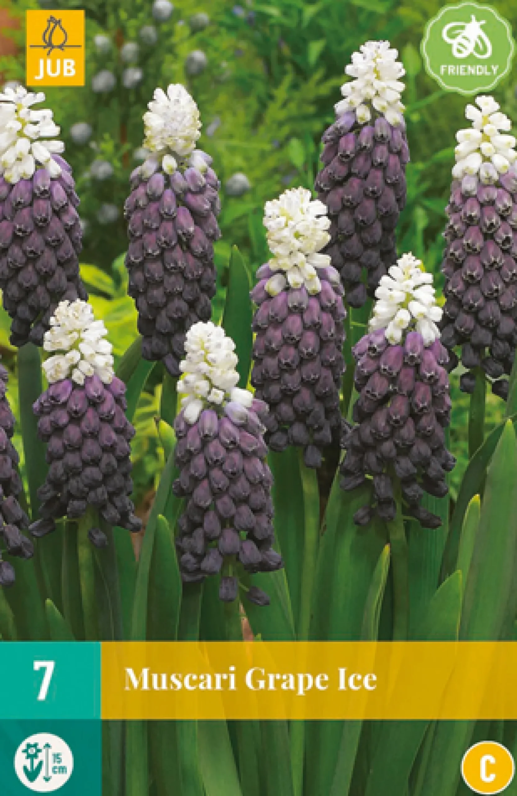 7 muscari grape ice|ohgreen