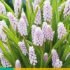 3 muscari pink sunrise|ohgreen Clearance