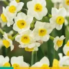 5 narcissus avalanche|ohgreen Hot