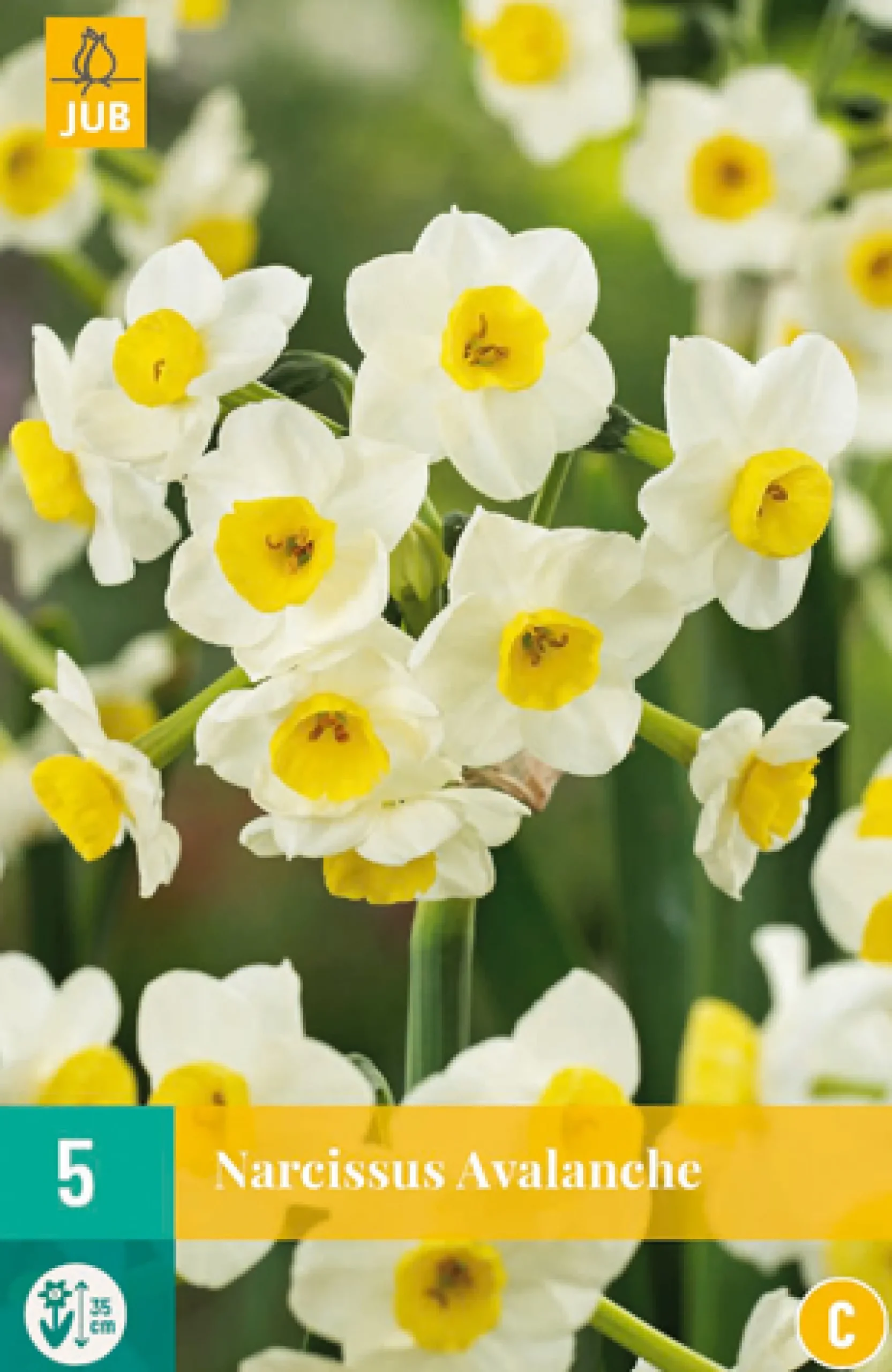 5 narcissus avalanche|ohgreen Hot