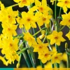 5 narcissus baby boomer|ohgreen Best