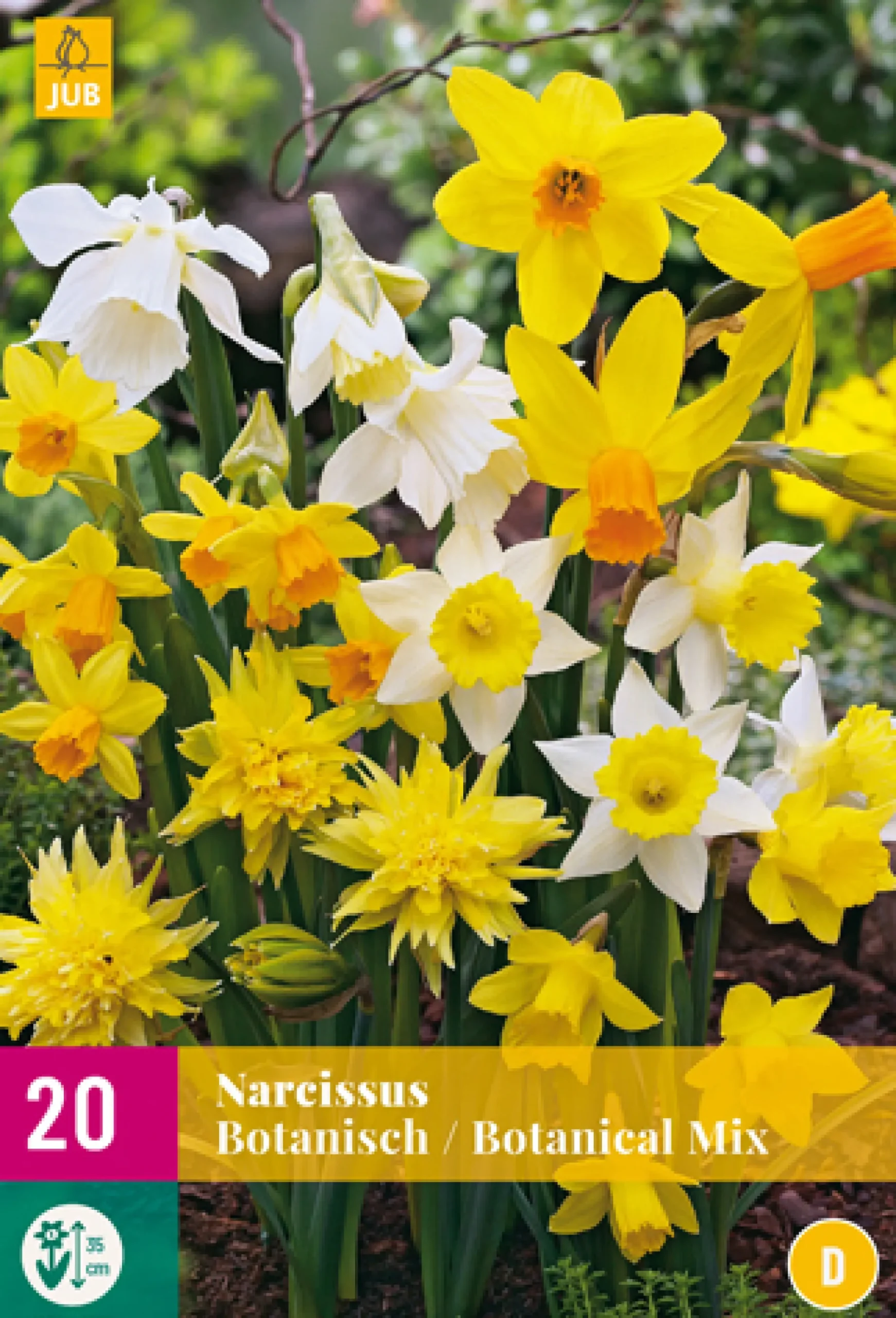 20 narcissus botanical mix|ohgreen Best