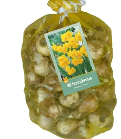 80 narcissus botanisch geel|ohgreen