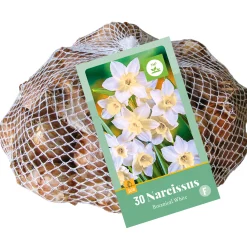 30 narcissus botanisch wit|ohgreen Clearance