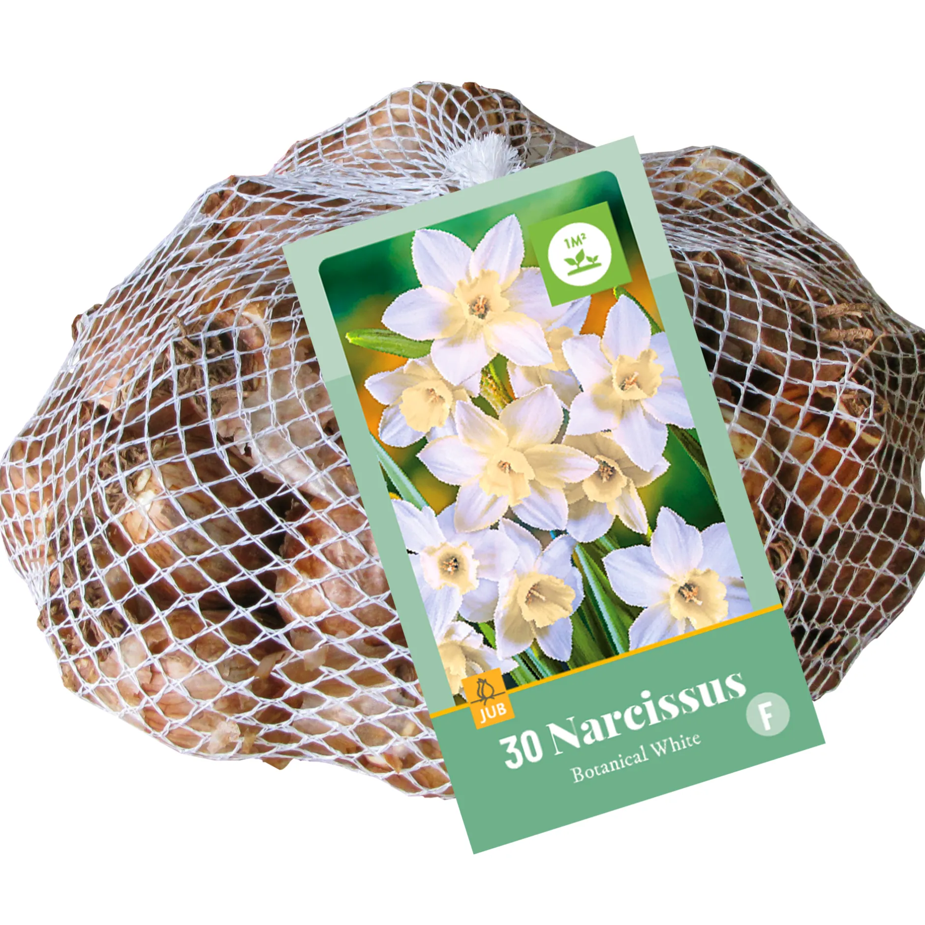30 narcissus botanisch wit|ohgreen Clearance
