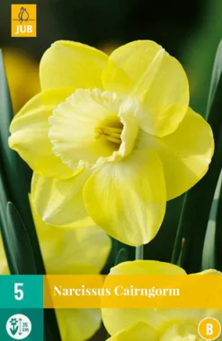 5 narcissus cairngorm|ohgreen Clearance