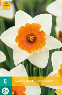 5 narcissus chromacolor|ohgreen Best