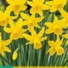 5 narcissus february gold|ohgreen Online