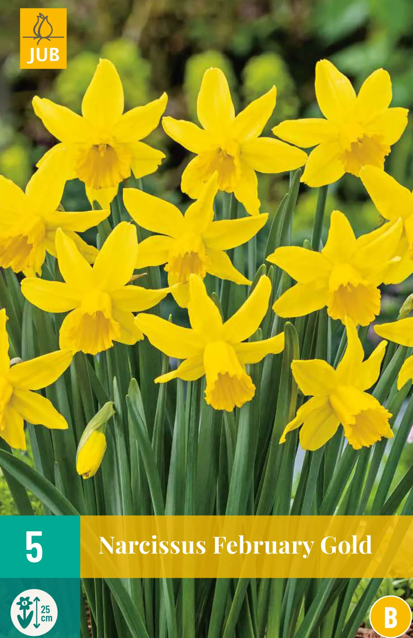 5 narcissus february gold|ohgreen Online