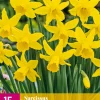 15 narcissus february gold|ohgreen Best