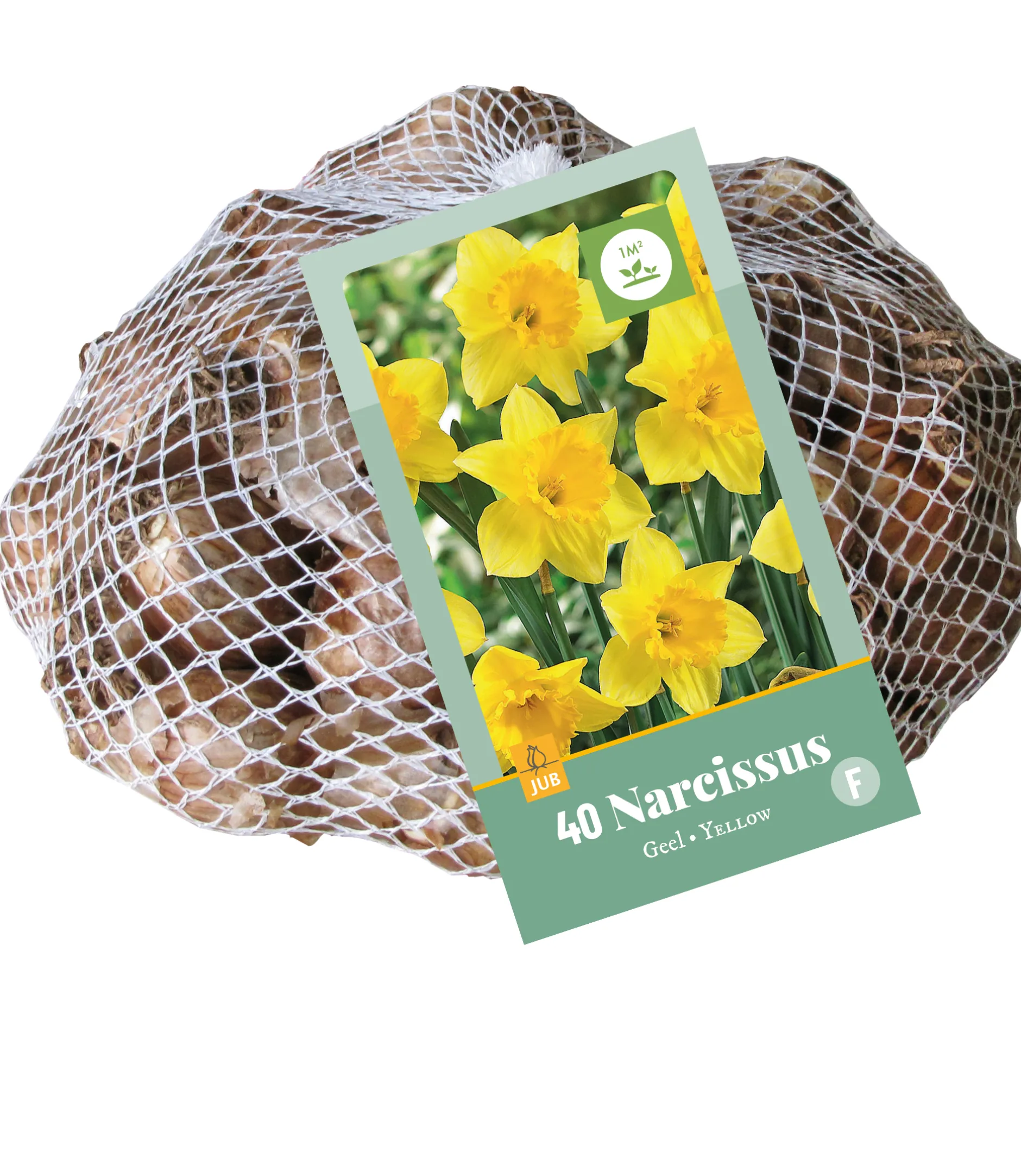 40 narcissus geel|ohgreen Sale