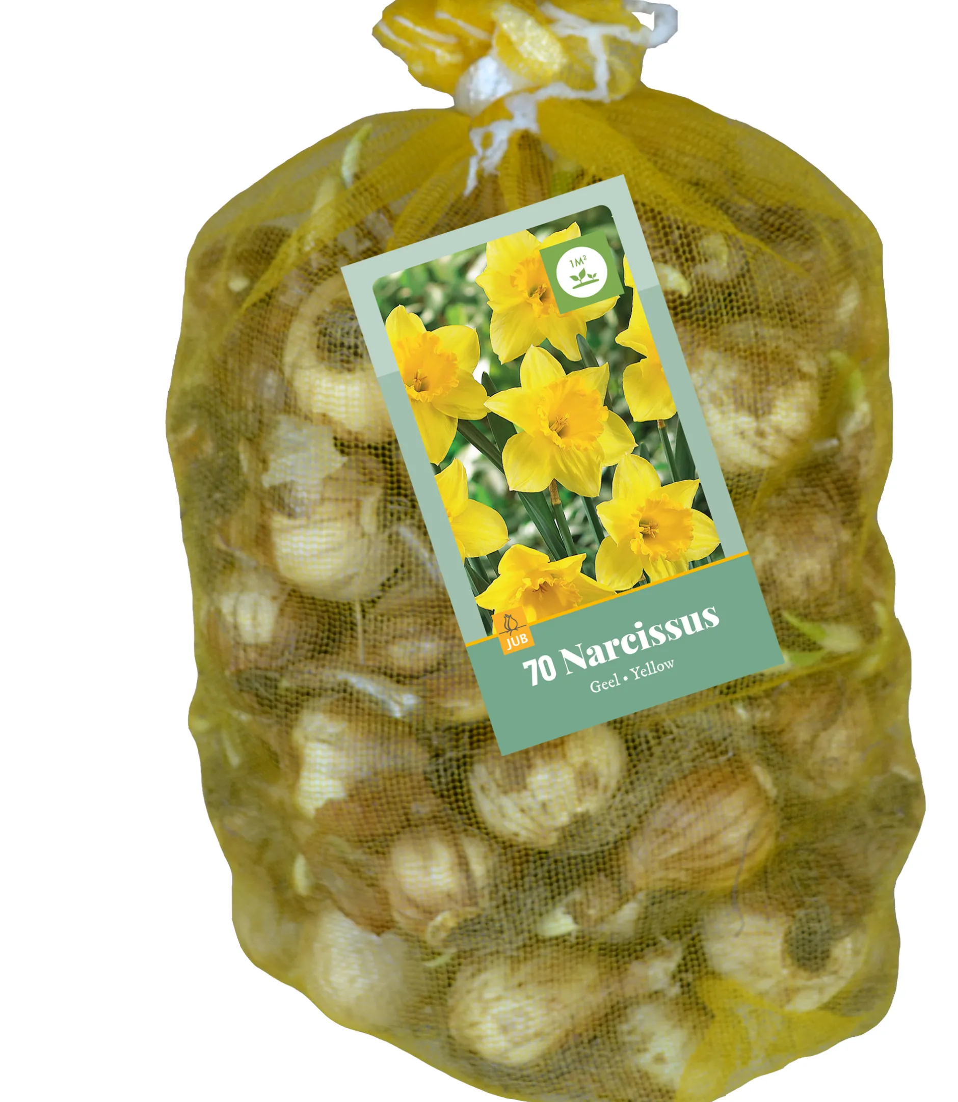 70 narcissus geel|ohgreen Hot