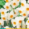 5 narcissus geranium|ohgreen Clearance
